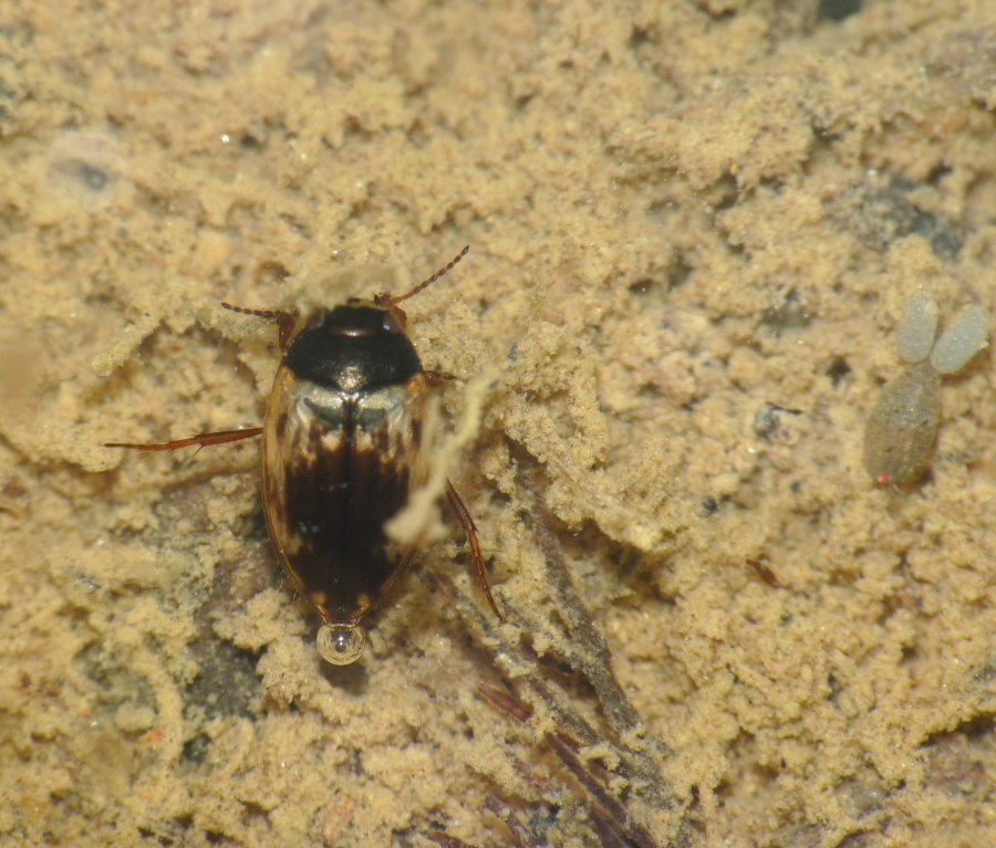 Ostracoda